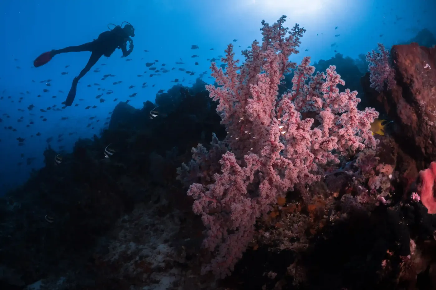 A diver above a reef wall thick with pink Dendronephthya soft coral, schooling fish in the blue behind