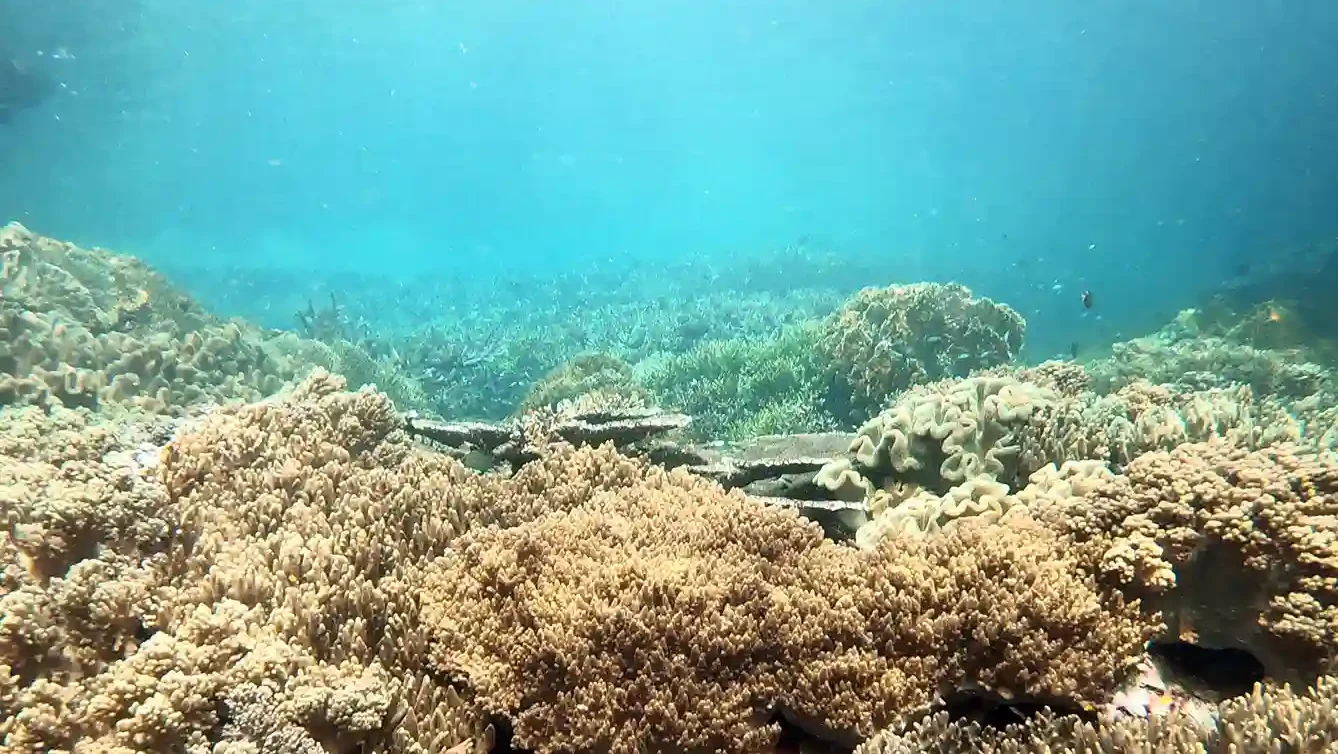 A Guide to the Best Misool Liveaboard Dive Site Routes