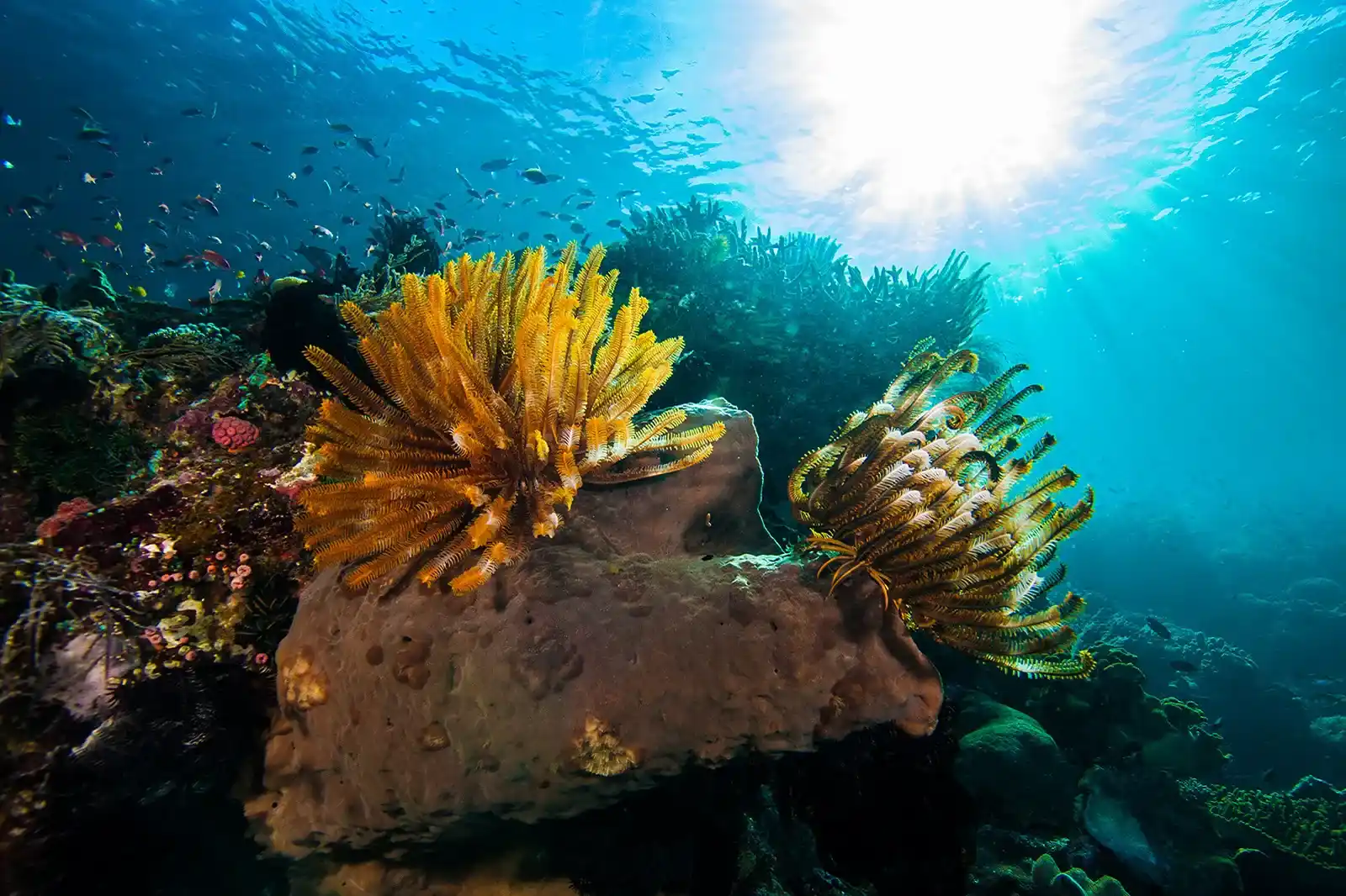 Best Misool Shallow Reef Dives 2027: Exploring the Vibrant Underwater World