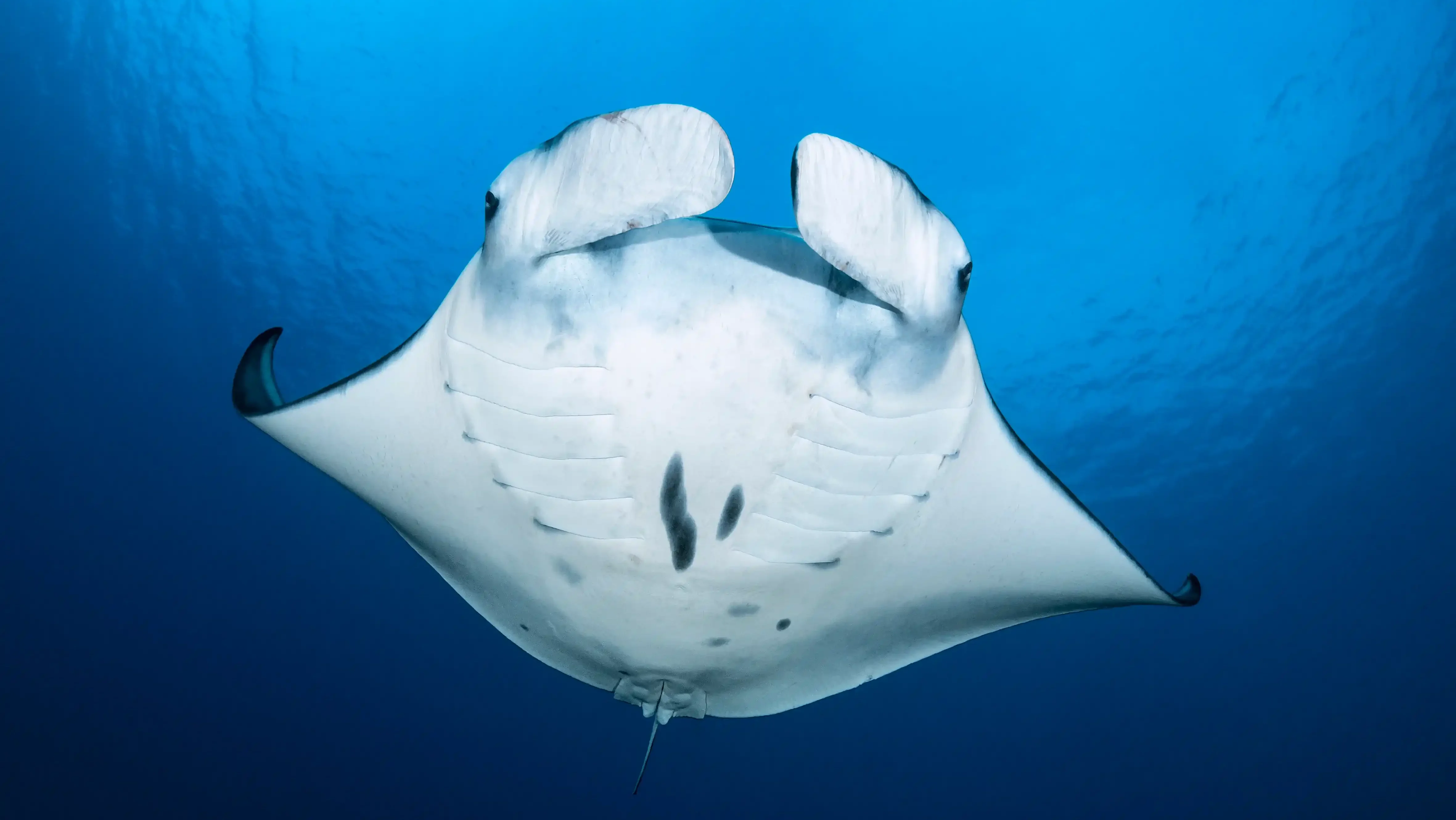Best Time To Dive Misool, Raja Ampat & Komodo