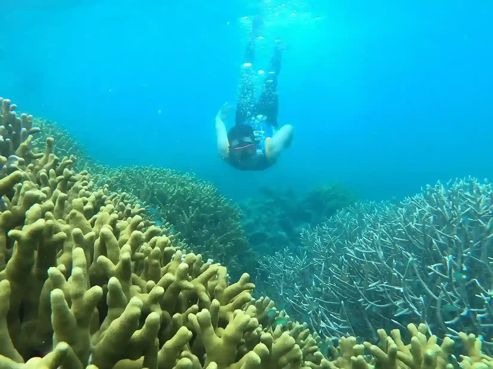 Comparing Misool Resort vs Raja Ampat Liveaboards