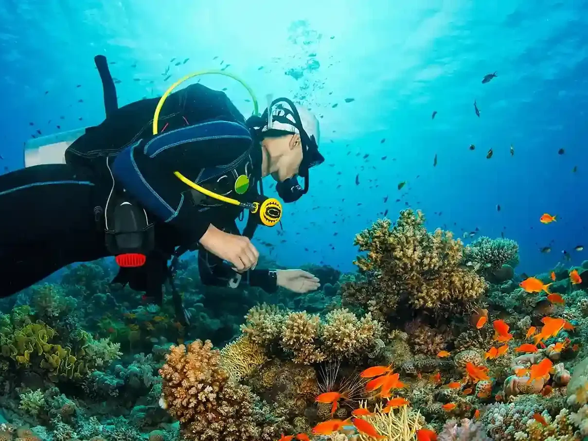 Signature Misool Dive Sites: Reefs, Sharks & Manta Magic
