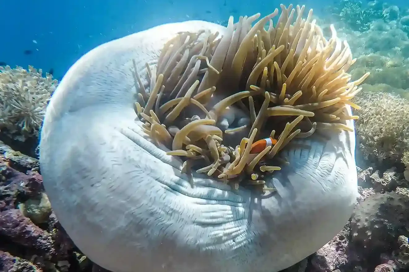 Top Misool Dive Centers for 2027: Discover the Best Options
