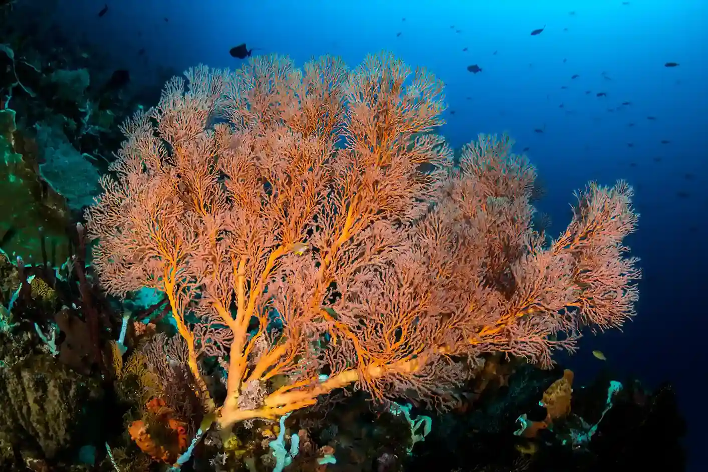 Exploring the Best Misool Wall Dives 2027: Unveiling Dramatic Underwater Topography