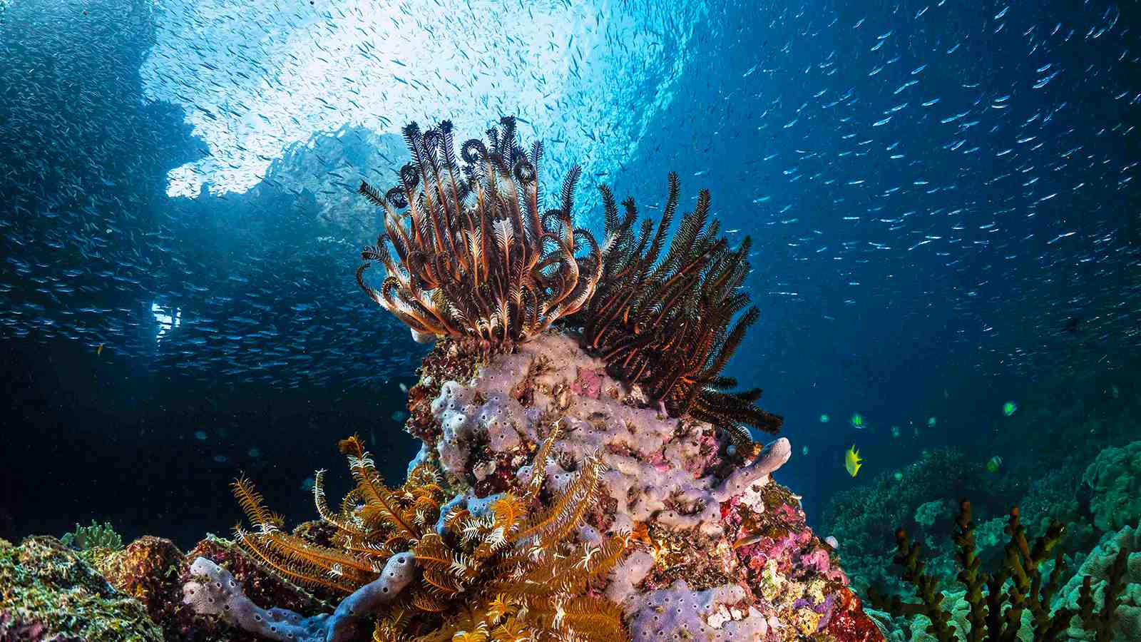 Best Time to Visit Misool for Diving in 2027